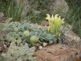 Scutellaria przewalskii