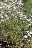 Acanthophyllum gypsophiloides. Веточка с цветками. Южный Казахстан, Верхний Боролдай, ущ. Карасай, восточный гребень. 30.06.2011.