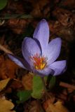 Crocus speciosus