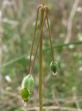 Holosteum umbellatum