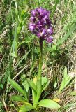 Anacamptis morio подвид caucasica. Цветущее растение. Крым, окр. с. Перевальное, урочище Аян. 11 мая 2012 г.