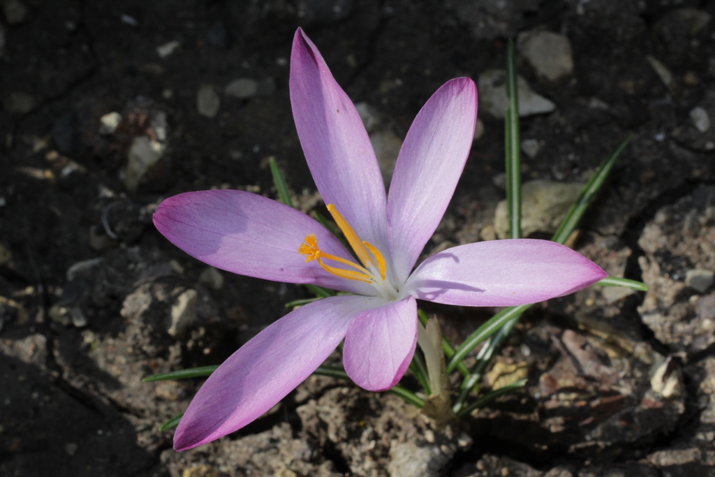 Изображение особи Crocus tommasinianus.