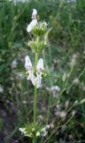 Stachys atherocalyx. Верхушка цветущего растения. Краснодарский край, сухой южный склон над р. Ея у станицы Шкуринская. 21.05.2009.