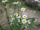 Erigeron annuus