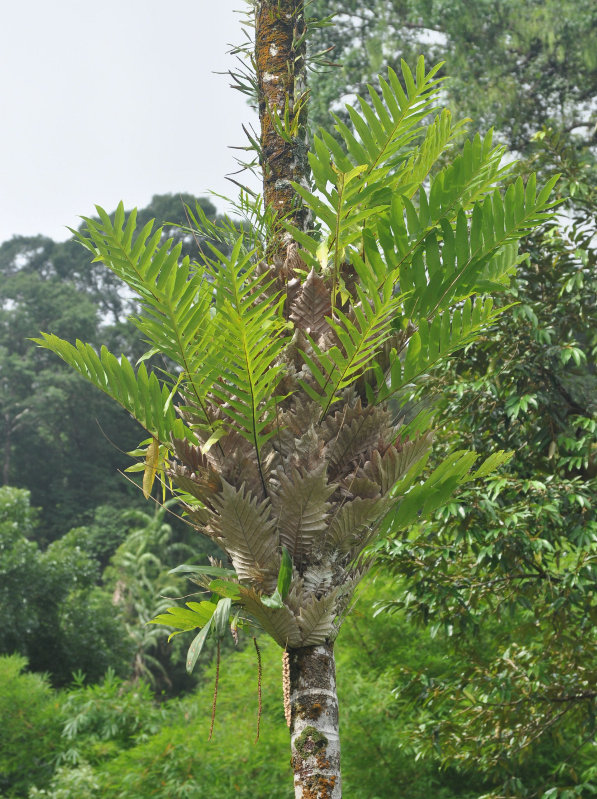 Image of Drynaria quercifolia specimen.