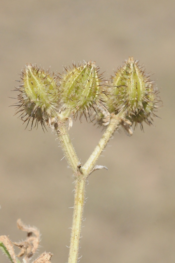 Изображение особи Turgenia latifolia.