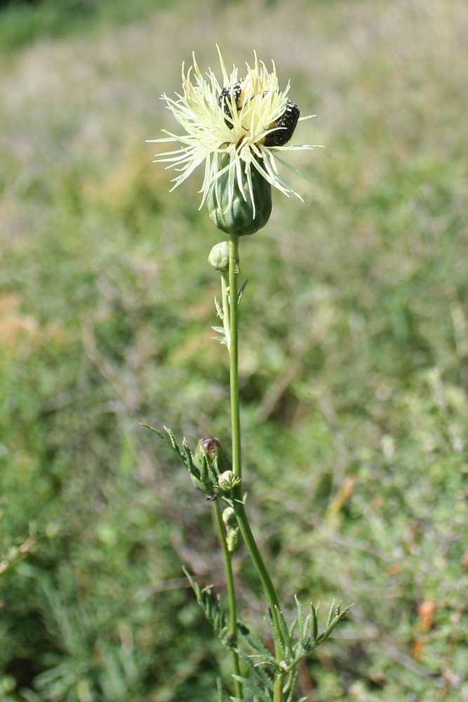 Изображение особи Rhaponticoides ruthenica.