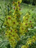 Verbascum marschallianum. Верхушка цветущего растения. Часть соцветия. Ставропольский край, ст. Курская, пойма р. Куры. 08.06.2014.