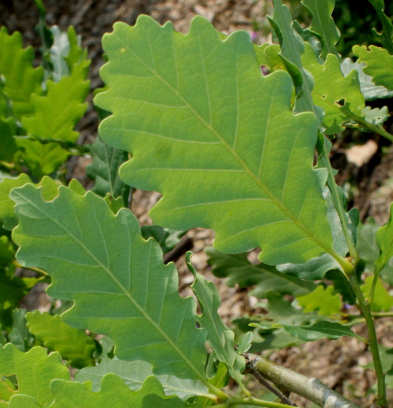 Image of Quercus dshorochensis specimen.