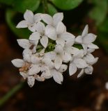 Asperula libanotica