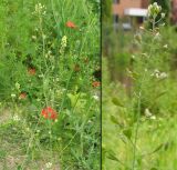 Capsella bursa-pastoris