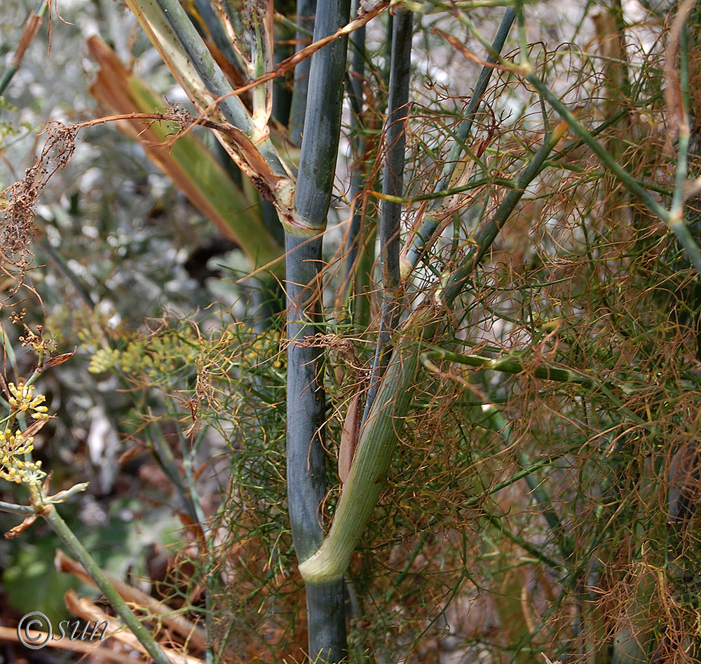 Изображение особи Foeniculum vulgare.