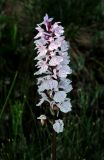 Dactylorhiza maculata. Соцветие. Архангельская обл., Приморский р-н, лес. 06.07.2013.