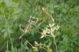 Erodium ciconium. Вскрывшиеся плоды. Крым, Балаклава. 31.05.2015.