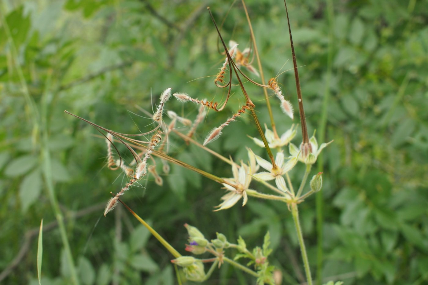 Изображение особи Erodium ciconium.