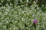 Crambe tataria