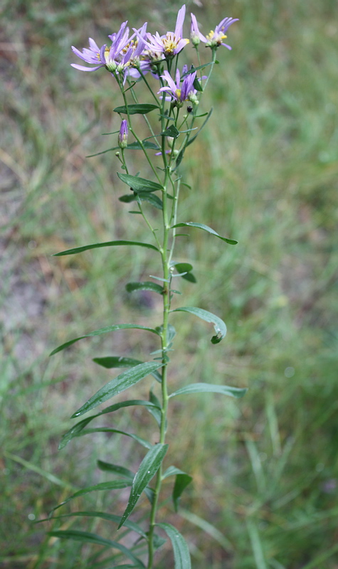 Изображение особи Galatella punctata.