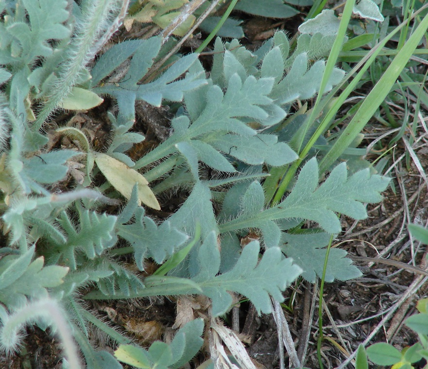 Изображение особи Papaver nudicaule.