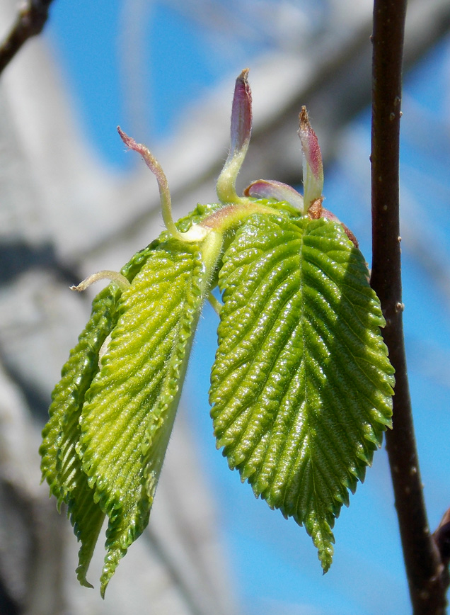 Изображение особи Ulmus glabra.