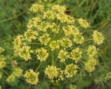 Ferula songarica