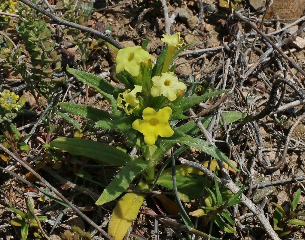 Изображение особи Arnebia decumbens.