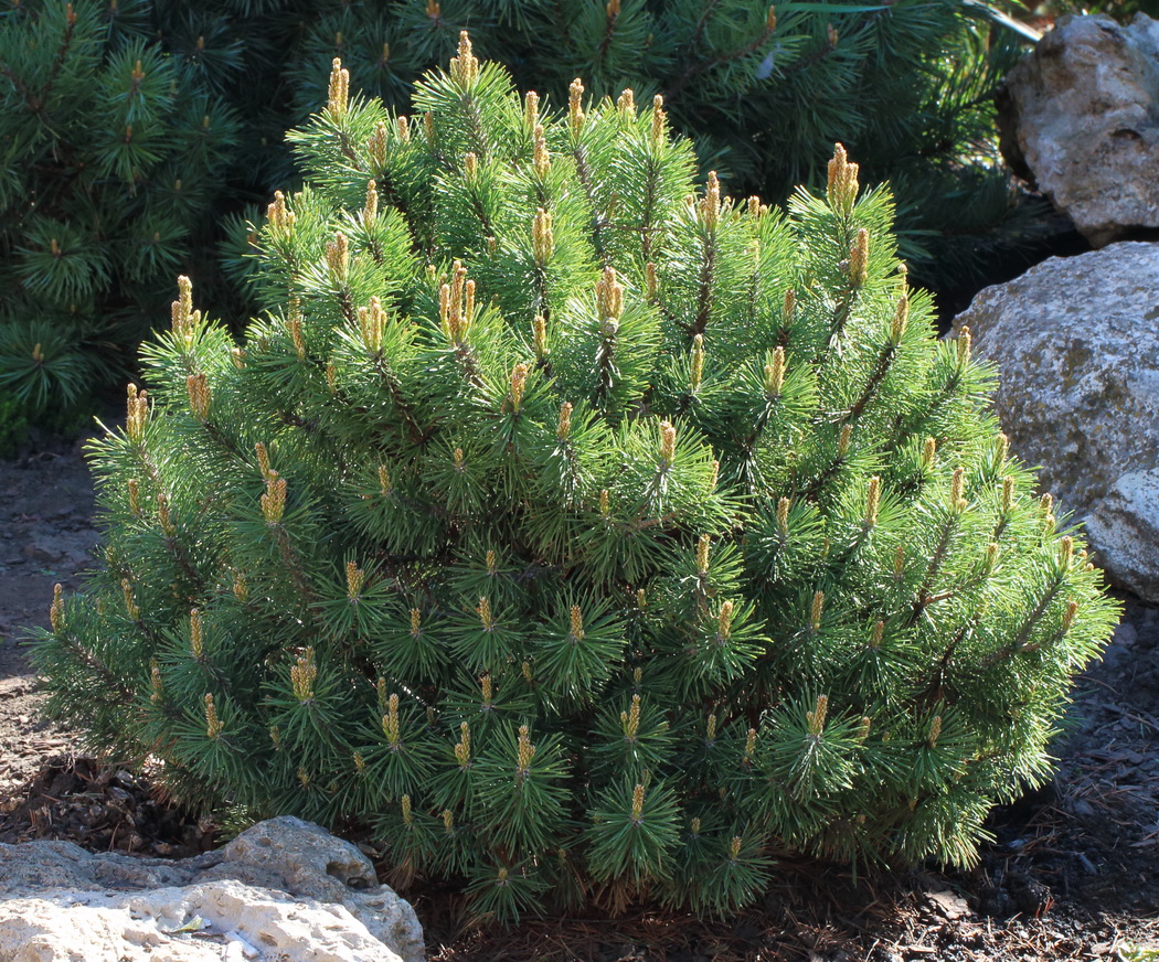 Изображение особи Pinus mugo.