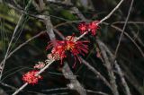 Hakea orthorrhyncha