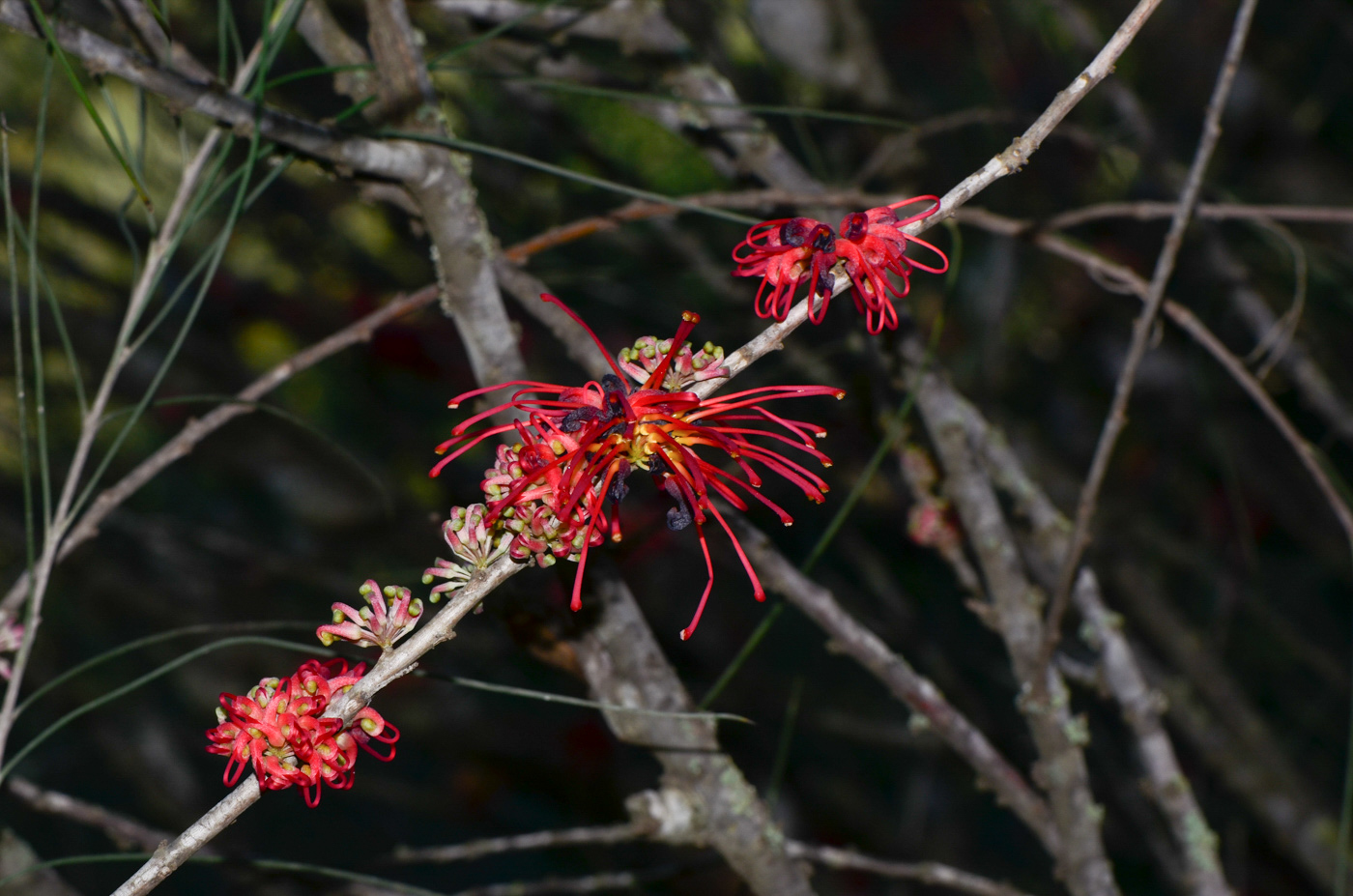 Изображение особи Hakea orthorrhyncha.