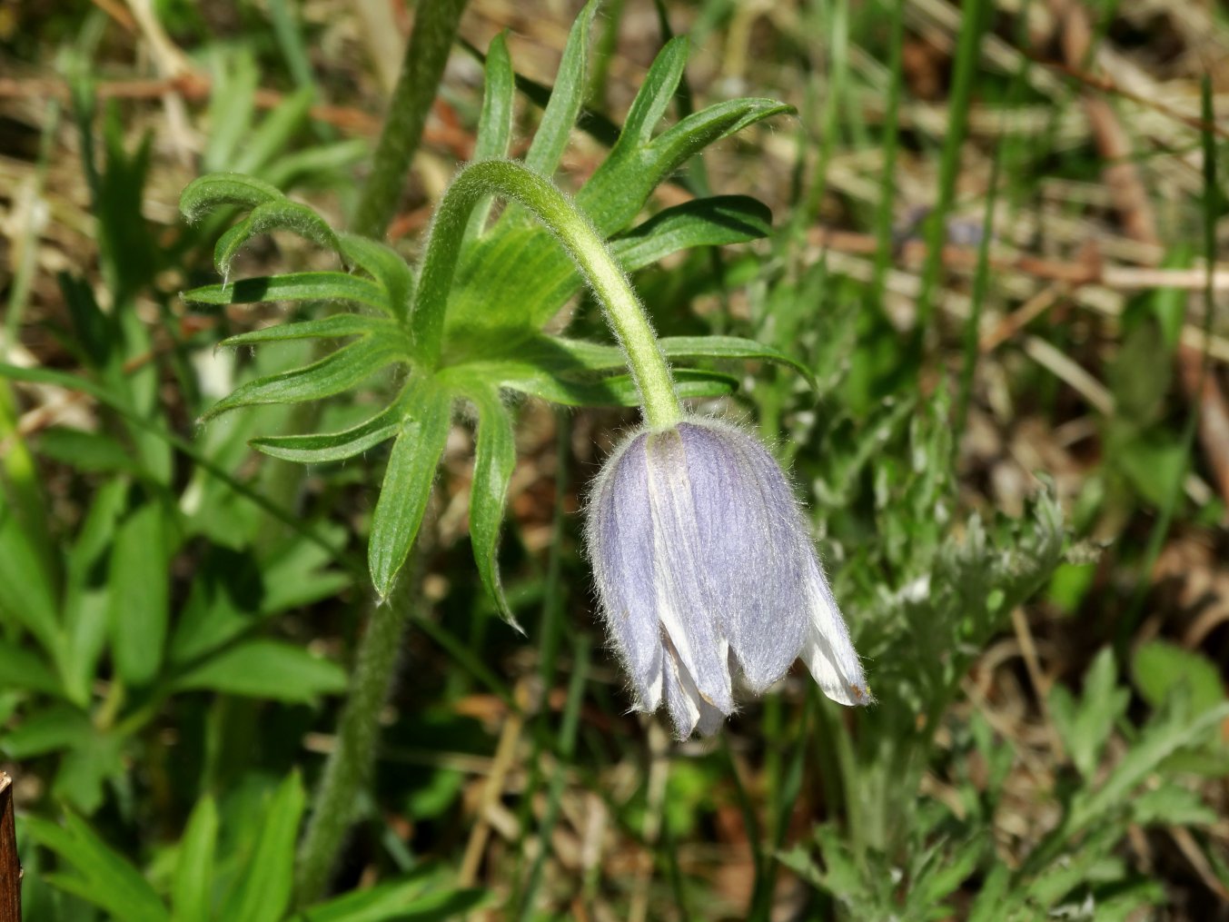 Изображение особи Pulsatilla dahurica.