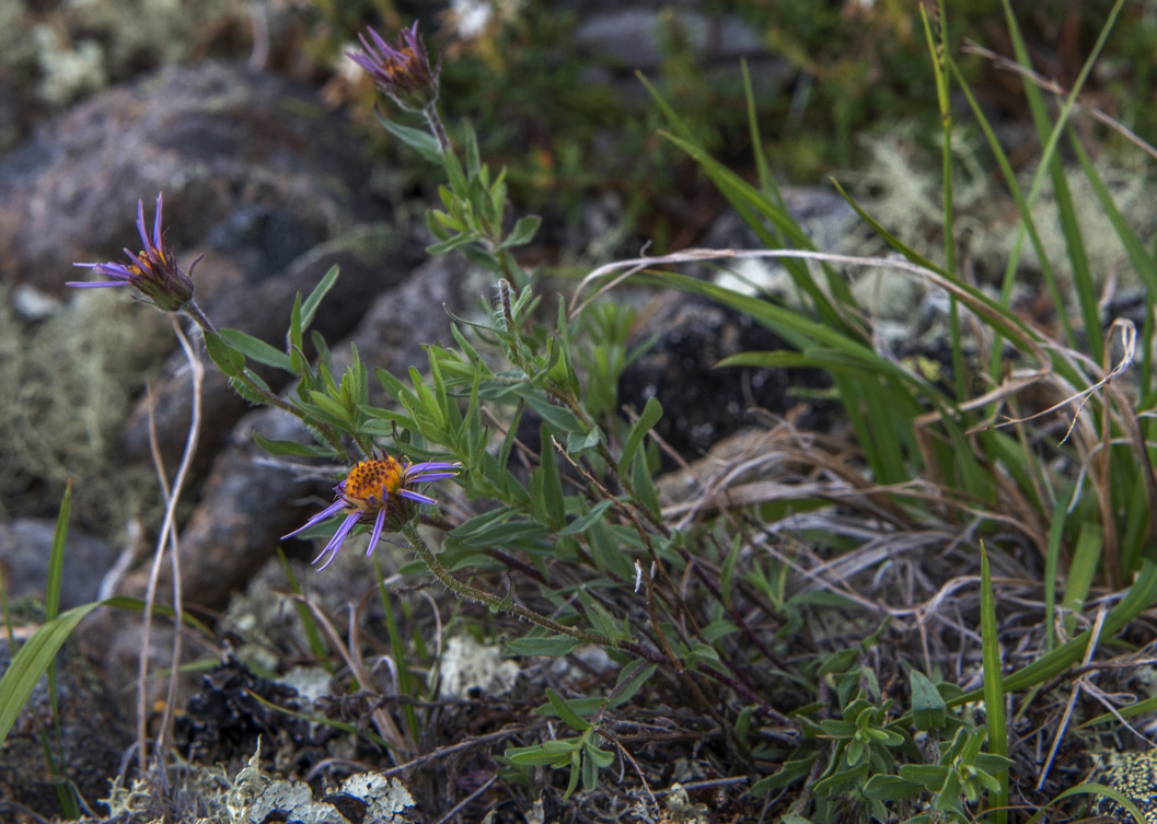 Изображение особи Aster woroschilowii.