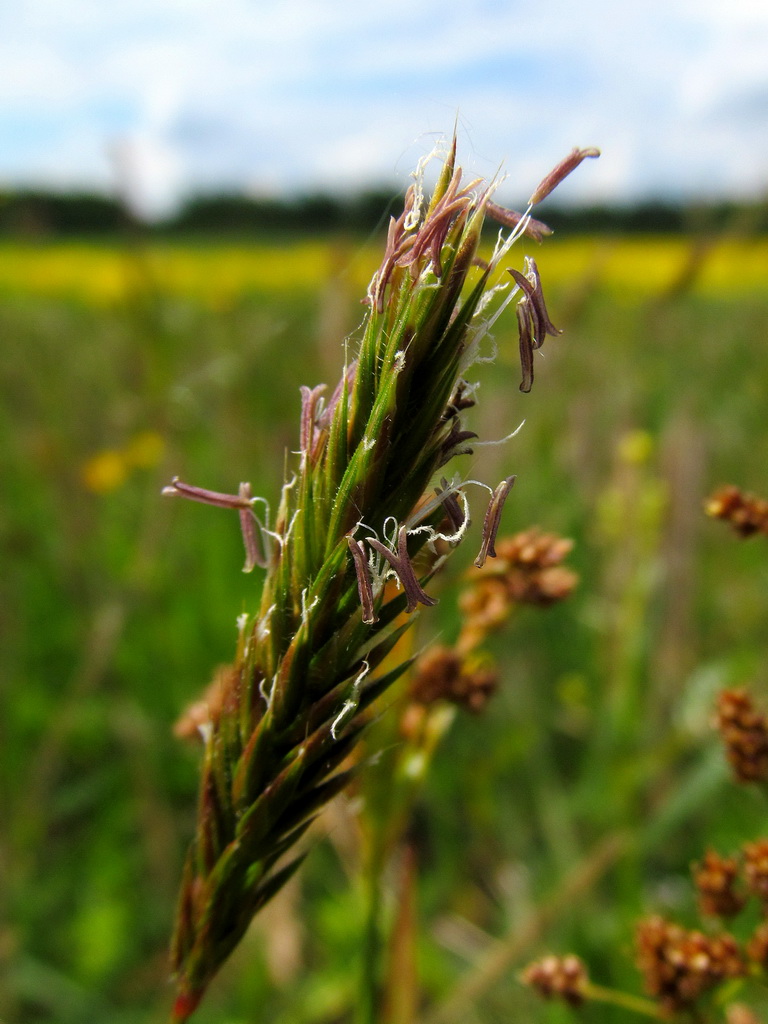 Image of Anthoxanthum odoratum specimen.