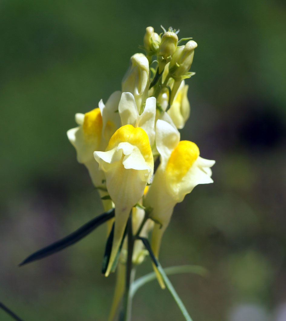 Изображение особи Linaria vulgaris.