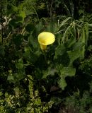 Zantedeschia elliottiana