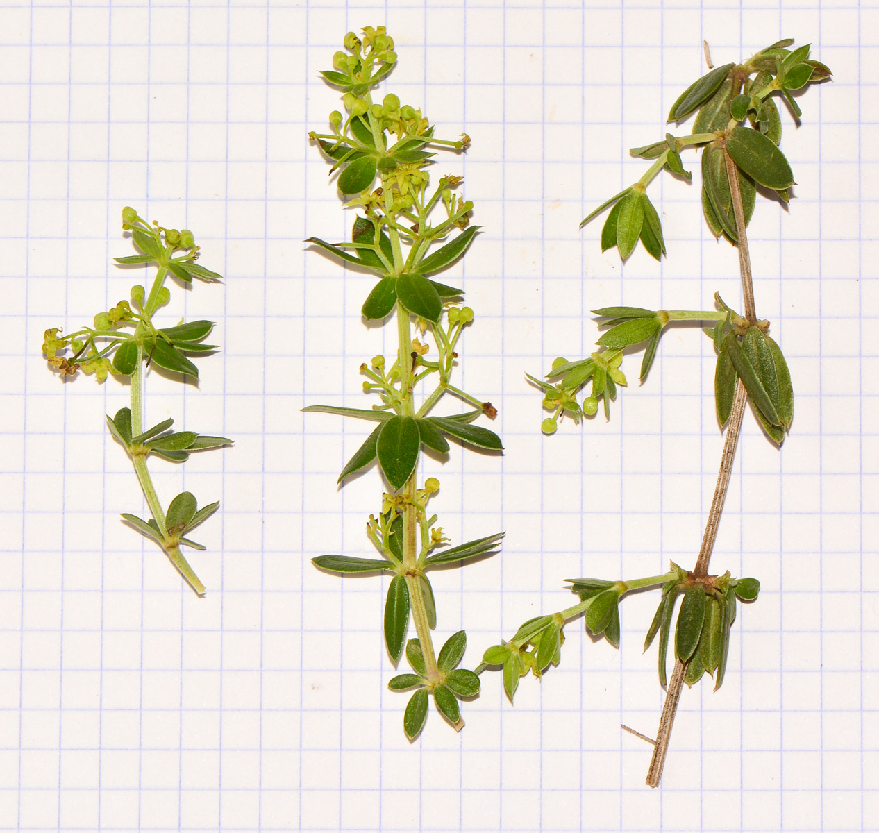 Изображение особи Rubia tenuifolia.