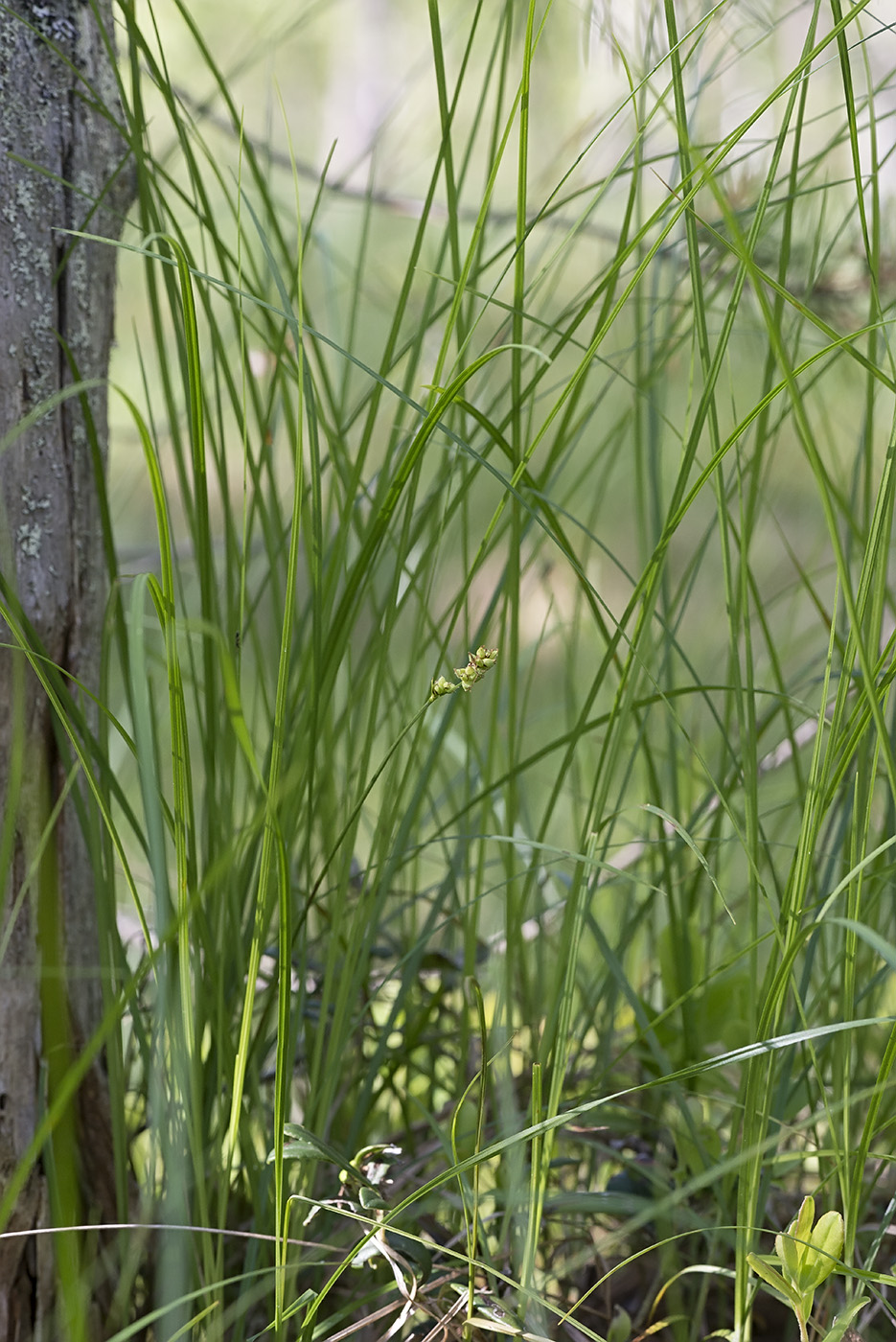 Изображение особи Carex globularis.