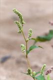 Persicaria lapathifolia