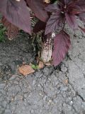 Amaranthus hypochondriacus