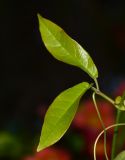 Bignonia capreolata