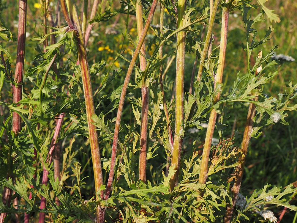 Изображение особи Senecio erucifolius.