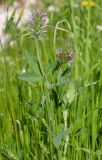 Trifolium dasyurum