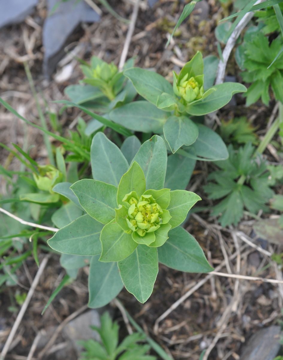 Изображение особи Euphorbia iberica.