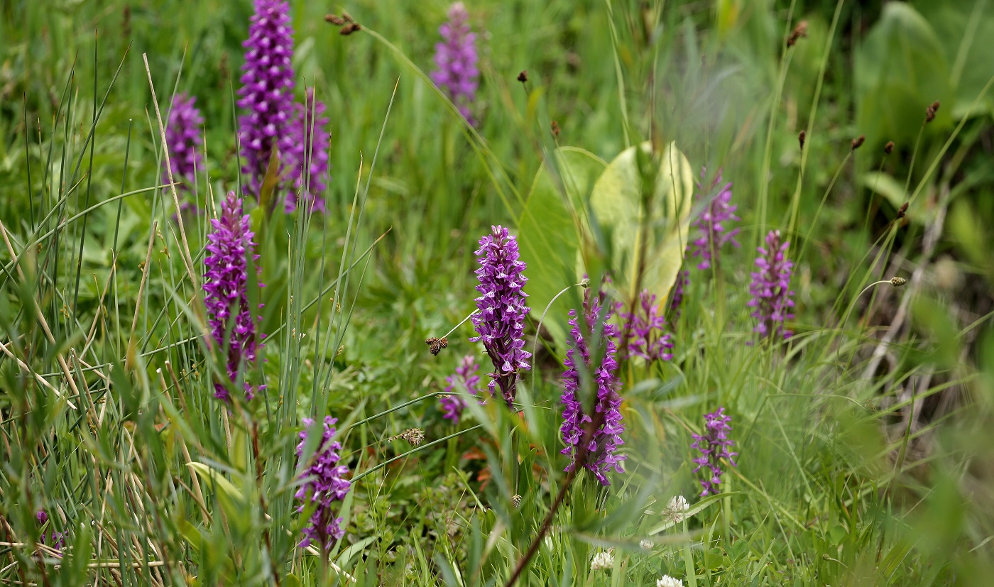 Изображение особи Dactylorhiza umbrosa.