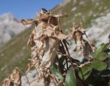 род Campanula. Верхушка побега с плодом. Адыгея, Кавказский биосферный заповедник, южный скалистый склон горы Оштен, исток р. Мутный Тепляк, субальпийский пояс, ≈ 2100 м н.у.м., каменистая осыпь. 30.08.2015.