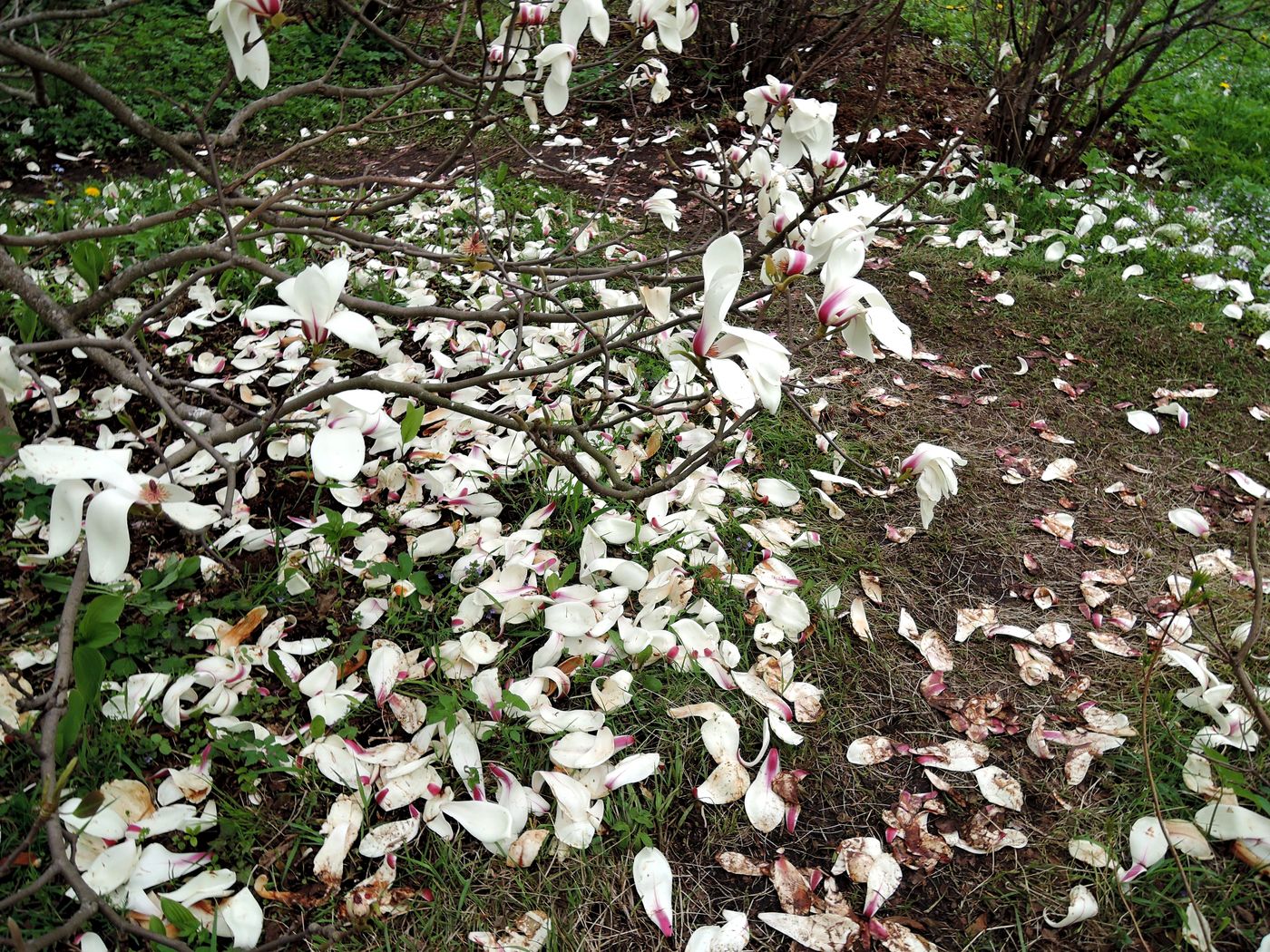 Изображение особи Magnolia cylindrica.