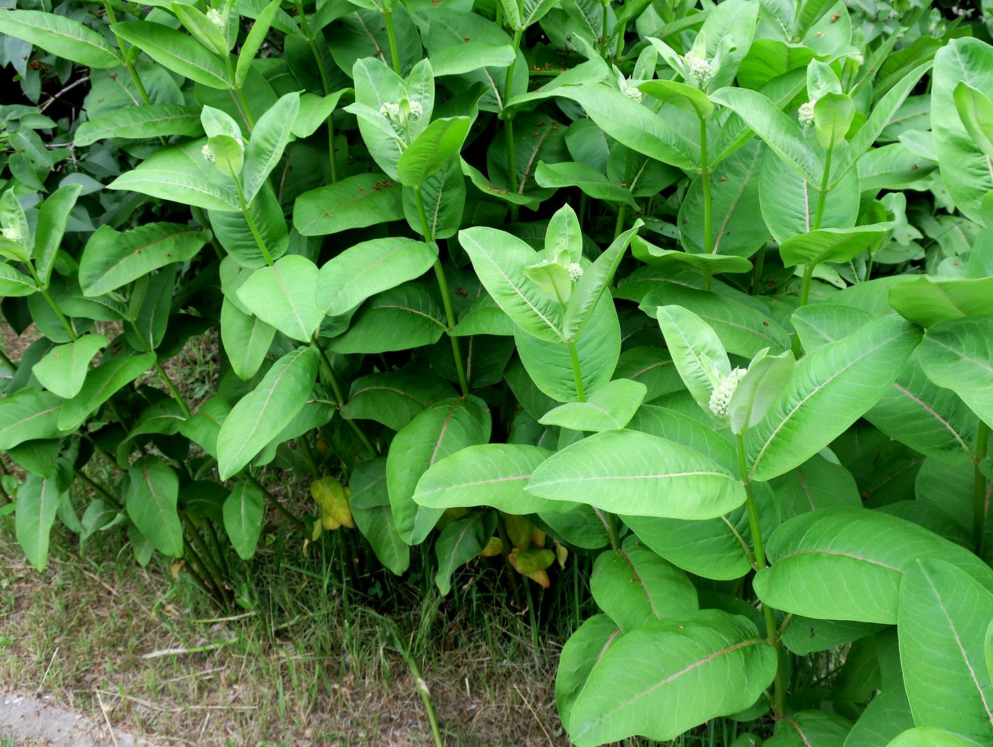 Изображение особи Asclepias syriaca.