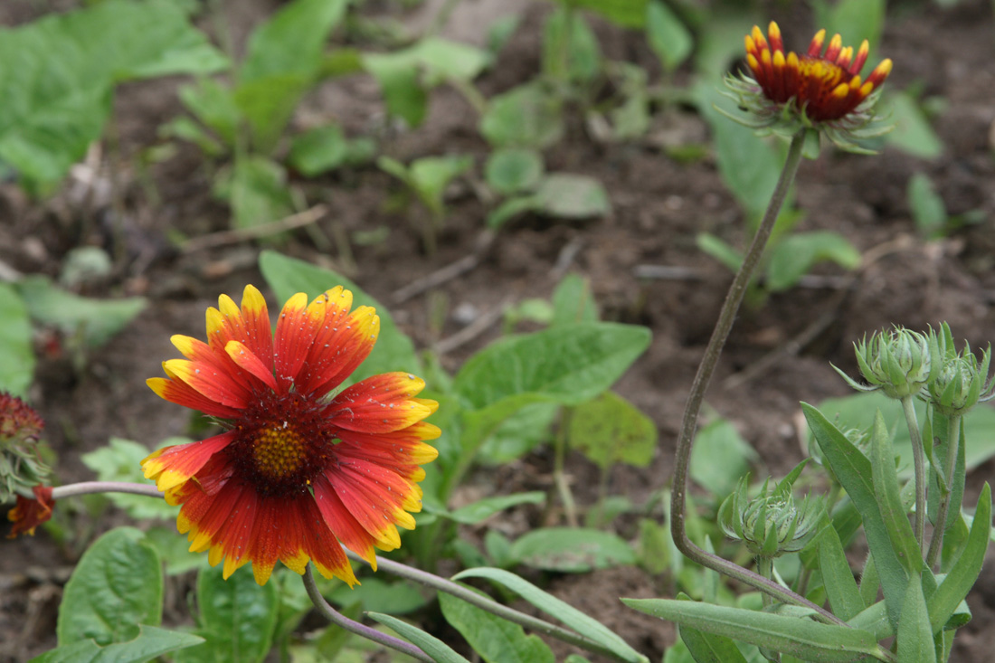 Изображение особи Gaillardia aristata.