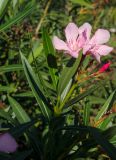 Nerium oleander