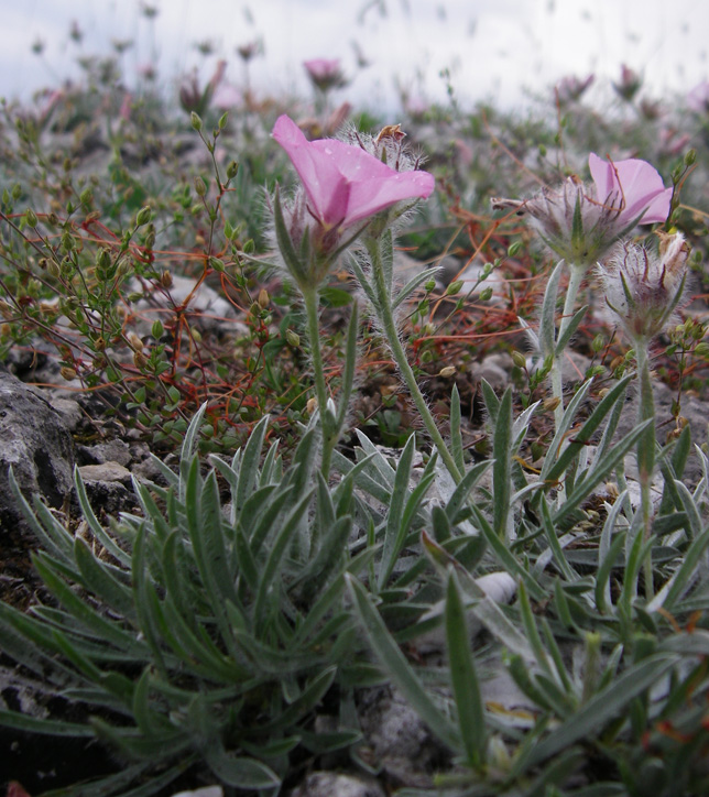 Изображение особи Convolvulus tauricus.