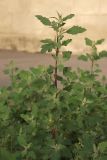 Chenopodium opulifolium