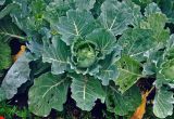 Brassica oleracea variety capitata. Вегетирующее растение. Челябинская обл., Сосновский р-н, пос. Кременкуль, в культуре. 23.07.2020.